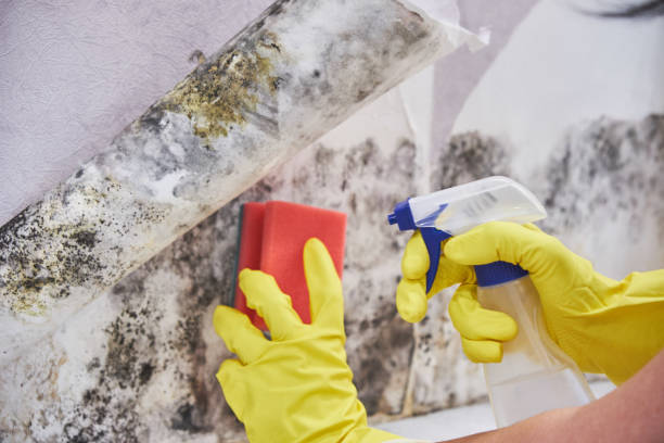 Reliable Oronogo, MO Mold Removal Services Solutions